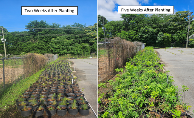 Two Weeks to Five Weeks Pic.PNG