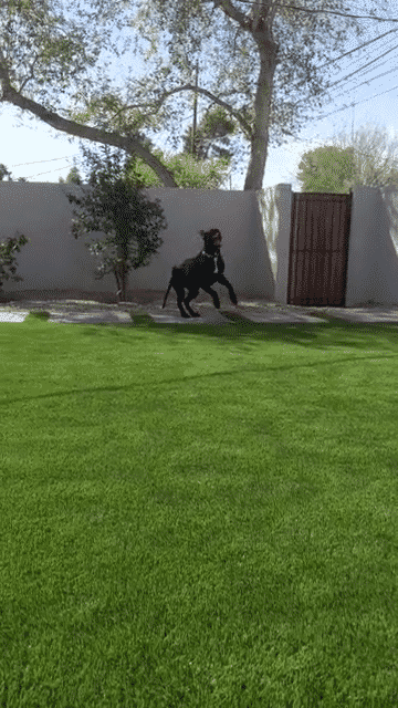 Gunner.gif