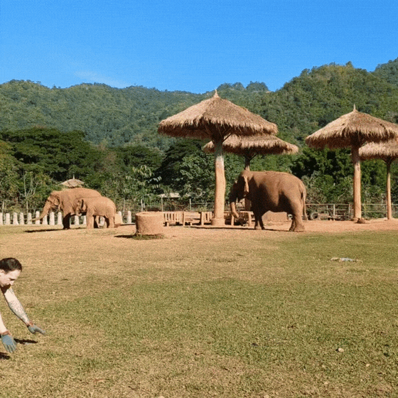 Fitness.gif