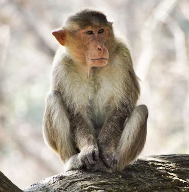 Cmonkey_edited.jpg