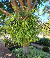 Platycerium bifurcatum 2.jpg