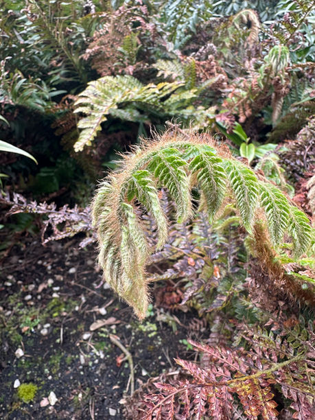 The Japanese Tassel Fern: a persistent misapplication of names in Polystichum