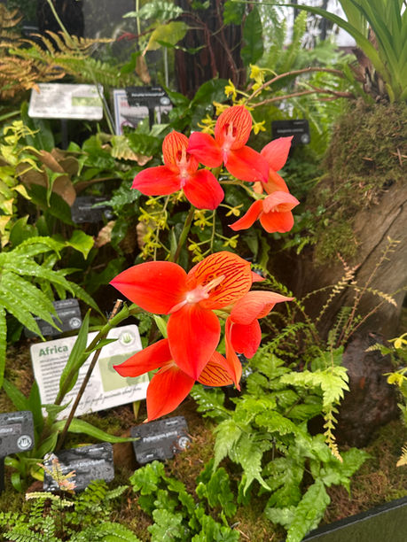 Show: BBC Gardeners’ Live, NEC Birmingham, 18–21 June 2026