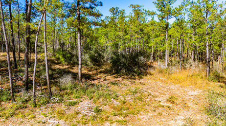 Magnolia Creek Ranch Texas Land For Sale
