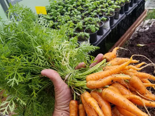 Pat's-Kiski Plaza Garden & Feed Center Vegetables
