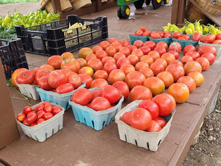 Pat's-Kiski Plaza Garden & Feed Center Vegetables