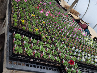 Pat's-Kiski Plaza Garden & Feed Center Plants
