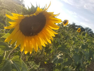 Pat's-Kiski Plaza Garden & Feed Center Sunflower