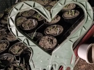 Pat's-Kiski Plaza Garden & Feed Center Plants