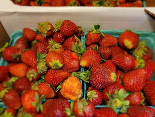 Pat's-Kiski Plaza Garden & Feed Center Fruit