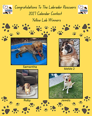 Yellow Lab Winners 2027.png