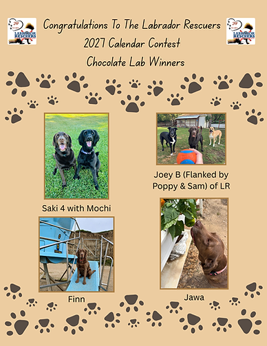 Chocolate Lab Winners 2027 (2).png