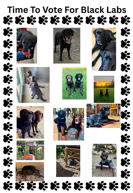 2027 Black Labs.png