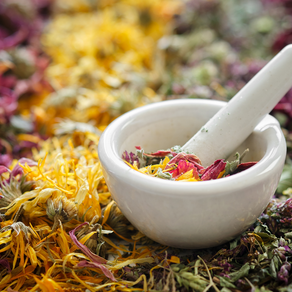 global herbalism course Fall 2025