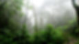 Rainforest during Foggy Day.jpg
