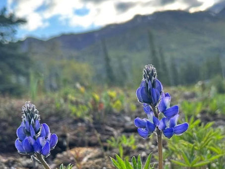 Beautiful Alaskan Lupine
