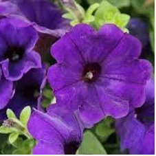 Potunia Cobalt Blue
