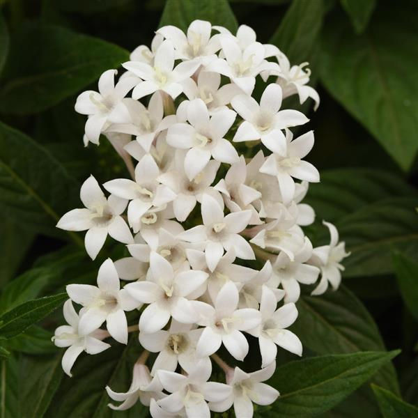 lucky star white pentas