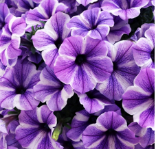 Petunia hybrida 'Potunia Plus Starfish'