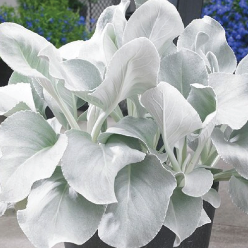 Angel-Wings--Sea-Cabbage