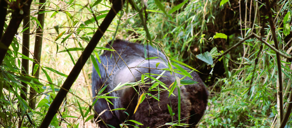 Rwanda’s Mountain Gorillas - 96 Tickets into the Mist