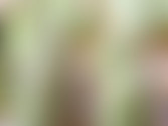 Pistáciová vosí hnízda s matcha