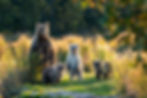 Large adult female Alaskan brown bear with three cute cubs standing on a grassy spit of la