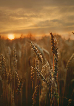 Kansas Wheat Farmers Reminded of Wheat Free Window to Prevent Wheat Streak Mosaic