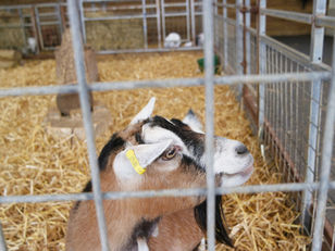 County Fair Season Brings Focus to Livestock Biosecurity
