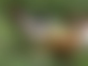 Kansas Leads Nation in Avian Influenza Cases, Officials Say Relief May Be in Sight