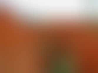 Sorghum Finds Its Spotlight: New Markets, New Research, and Growing Consumer Interest