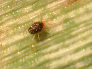 Brown Wheat Mite Activity Raises Concerns for Kansas Wheat Growers