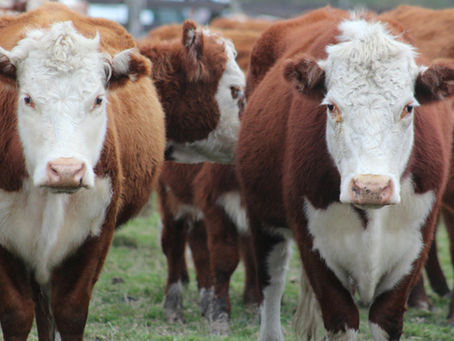 New World Screwworm updates with National Cattlemen's Beef Association