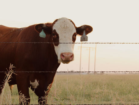 cow
