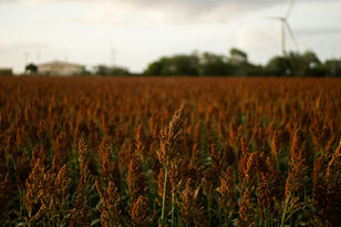 Field of Sorghum