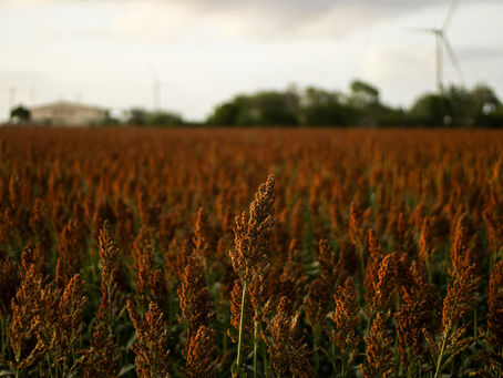 Field of Sorghum