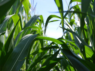 Atrazine Use in Kansas: Balancing Crop Production and Environmental Stewardship