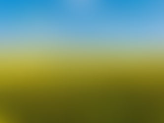 Canola Field