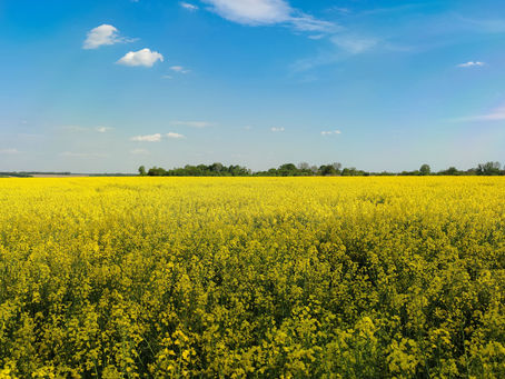 Canola Field