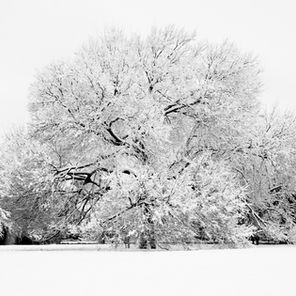 Dallas 2010 Snow 0043 copy.jpg