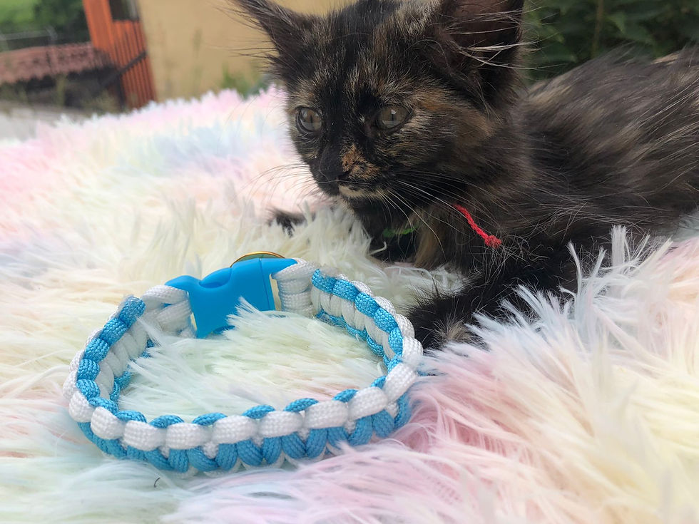 Miniatura: Collares para peluditos