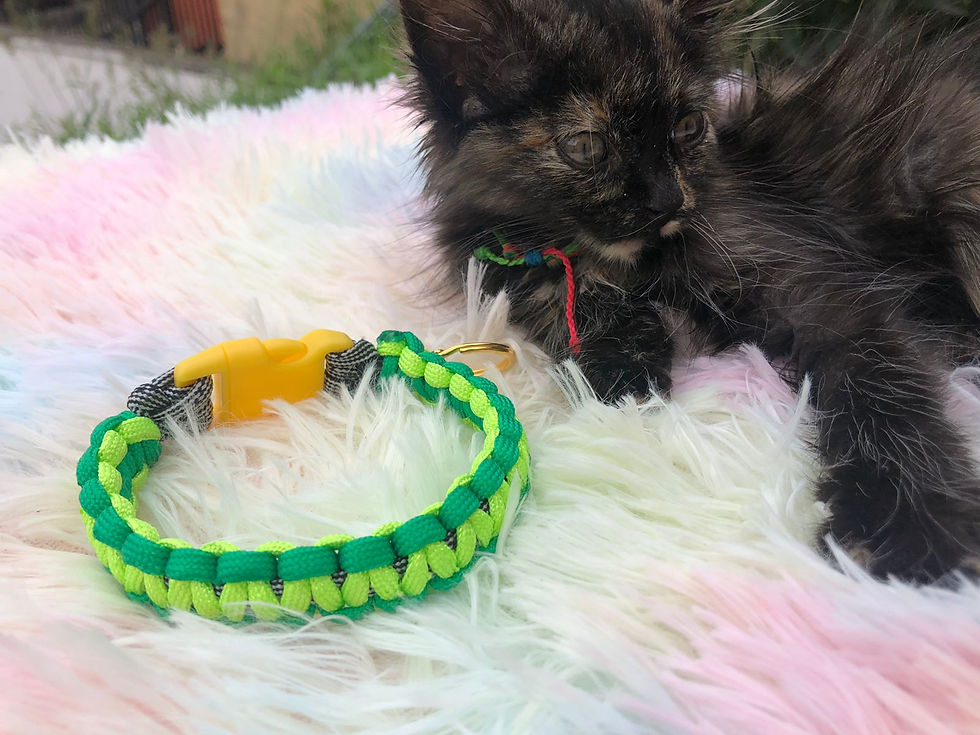 Miniatura: Collares para peluditos