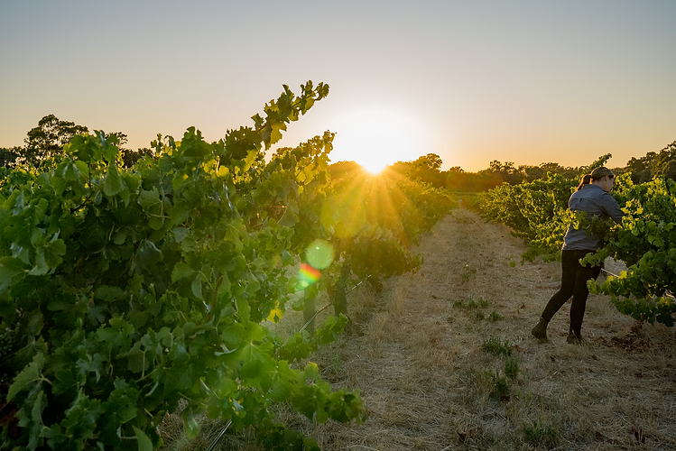 Sunrise over vinyard