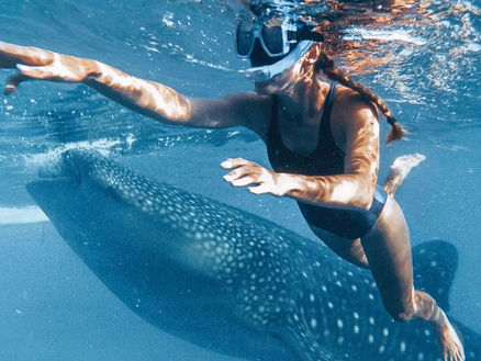 Diving With Whale Sharks: Safety Tips To Remember