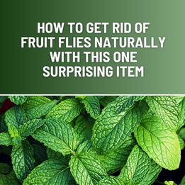 How to Get Rid of Fruit Flies Naturally With This One Surprising Item