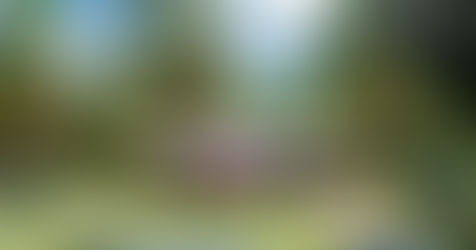 Best Caribbean Practices for Yard and Garden Pest Care