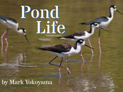 Free Pond Life Ebook Released for 2016 Migratory Bird Festival