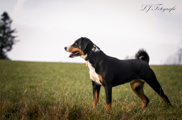 Hundeshooting, Tiershooting, Portrait