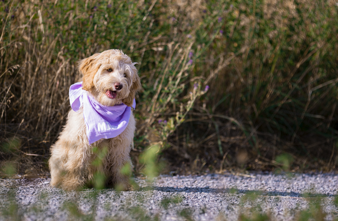 People Shooting, Hunde, Familie, Portrait