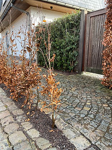 IMG_7447.jpeg